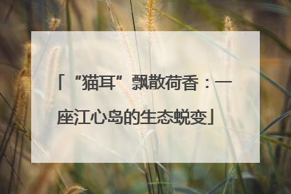 “猫耳”飘散荷香：一座江心岛的生态蜕变