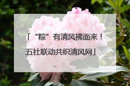 “粽”有清风拂面来！五社联动共织清风网