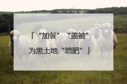 “加餐”“盖被” 为黑土地“增肥”