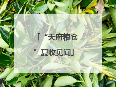 “天府粮仓”夏收见闻