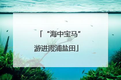 “海中宝马”游进霞浦盐田