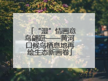 “湿”情画意鸟翩跹——黄河口候鸟栖息地再绘生态新画卷