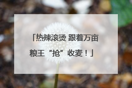 热辣滚烫 跟着万亩粮王“抢”收麦！