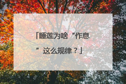 睡莲为啥“作息”这么规律？