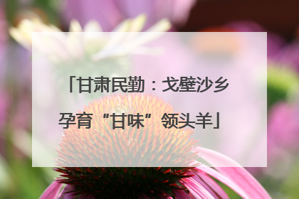 甘肃民勤：戈壁沙乡孕育“甘味”领头羊