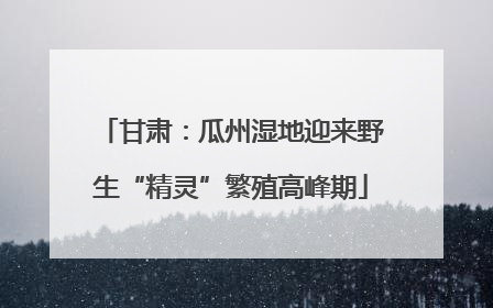 甘肃：瓜州湿地迎来野生“精灵”繁殖高峰期