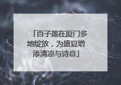 百子莲在厦门多地绽放，为盛夏增添清凉与诗意