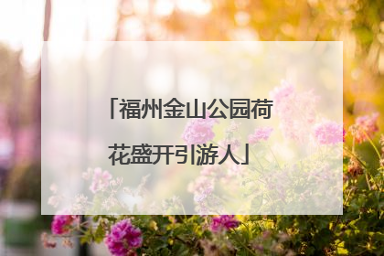 福州金山公园荷花盛开引游人