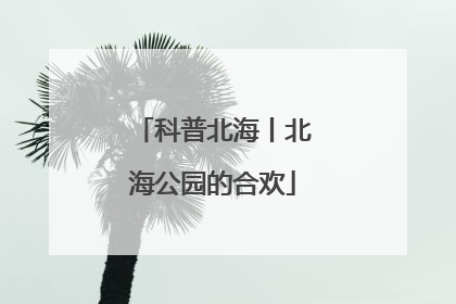 科普北海丨北海公园的合欢