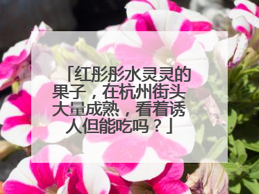 红彤彤水灵灵的果子，在杭州街头大量成熟，看着诱人但能吃吗？