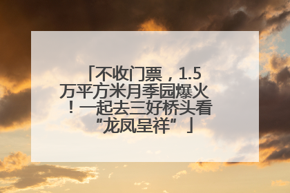 不收门票，1.5万平方米月季园爆火！一起去三好桥头看“龙凤呈祥”