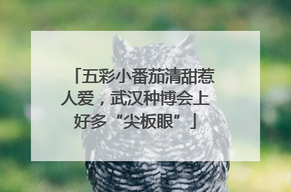 五彩小番茄清甜惹人爱，武汉种博会上好多“尖板眼”
