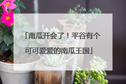 南瓜开会了！平谷有个可可爱爱的南瓜王国