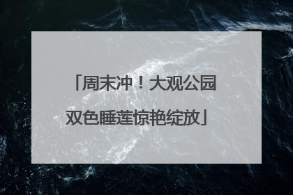 周末冲！大观公园双色睡莲惊艳绽放