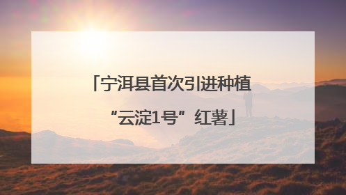 宁洱县首次引进种植“云淀1号”红薯