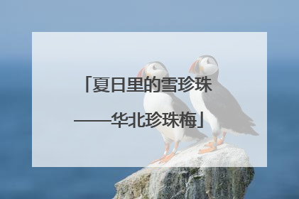 夏日里的雪珍珠——华北珍珠梅