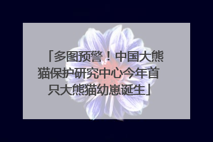 多图预警！中国大熊猫保护研究中心今年首只大熊猫幼崽诞生
