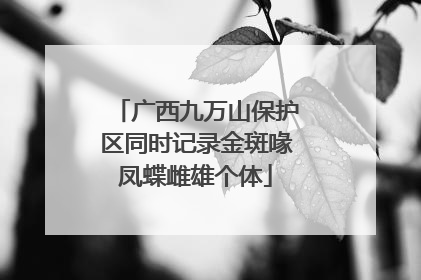 广西九万山保护区同时记录金斑喙凤蝶雌雄个体