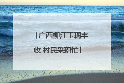 广西柳江玉藕丰收 村民采藕忙