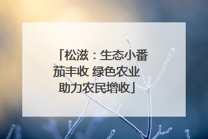 松滋：生态小番茄丰收 绿色农业助力农民增收