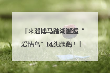 来淄博马踏湖邂逅“爱情鸟”凤头鸊鷉！