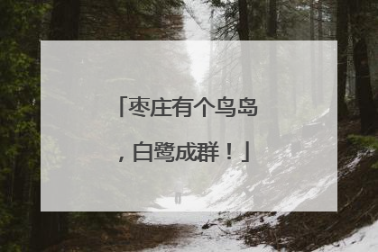 枣庄有个鸟岛，白鹭成群！