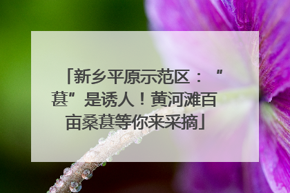 新乡平原示范区：“葚”是诱人！黄河滩百亩桑葚等你来采摘