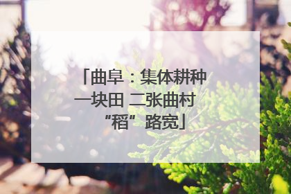 曲阜：集体耕种一块田 二张曲村“稻”路宽