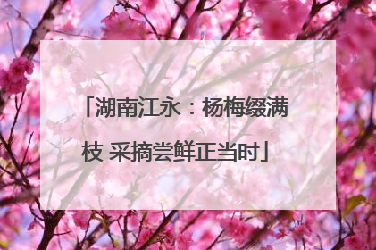 湖南江永：杨梅缀满枝 采摘尝鲜正当时