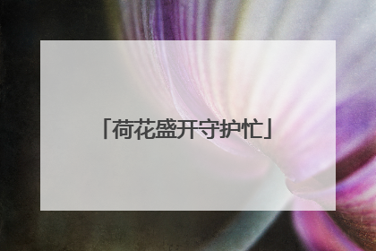 荷花盛开守护忙
