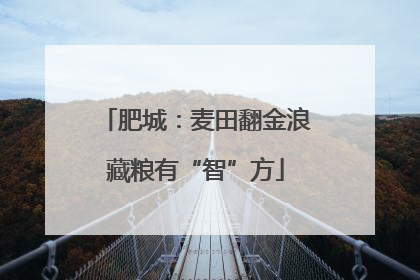 肥城：麦田翻金浪藏粮有“智”方