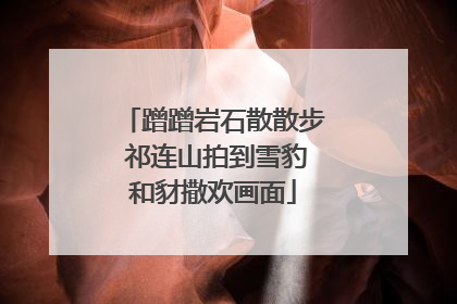 蹭蹭岩石散散步 祁连山拍到雪豹和豺撒欢画面