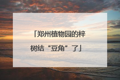郑州植物园的梓树结“豆角”了