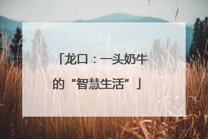 龙口：一头奶牛的“智慧生活”